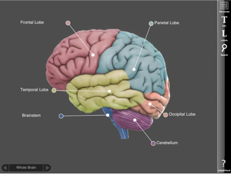 App – 3D-Brain